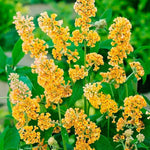 Yellow Buddleia Butterfly Bush Plant Live, 5-9" in Tall, No Pot, Perennial Bushes Ready to Plant in Spring Outdoor Gardening, Dormant in Winter