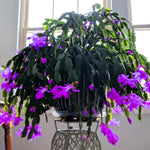 Live Purple Christmas Cactus Live Plant 4–6 Inches Tall, Winter Blooming False Thanksgiving Cactus Well Rooted, Flowering Houseplant for Home and Office