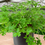 2 Pink Scented Geranium Plants Live 4–7 Inches Tall, Fragrant Flowering Geranium Herb Plant, Indoor Outdoor Container Plant for Garden