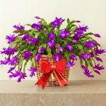 2 Purple Christmas Cactus Plants, Thanksgiving Cactus 3-6 Inch Tall, Winter Succulents Flowers Container Hanging Basket Indoor Outdoor Planting