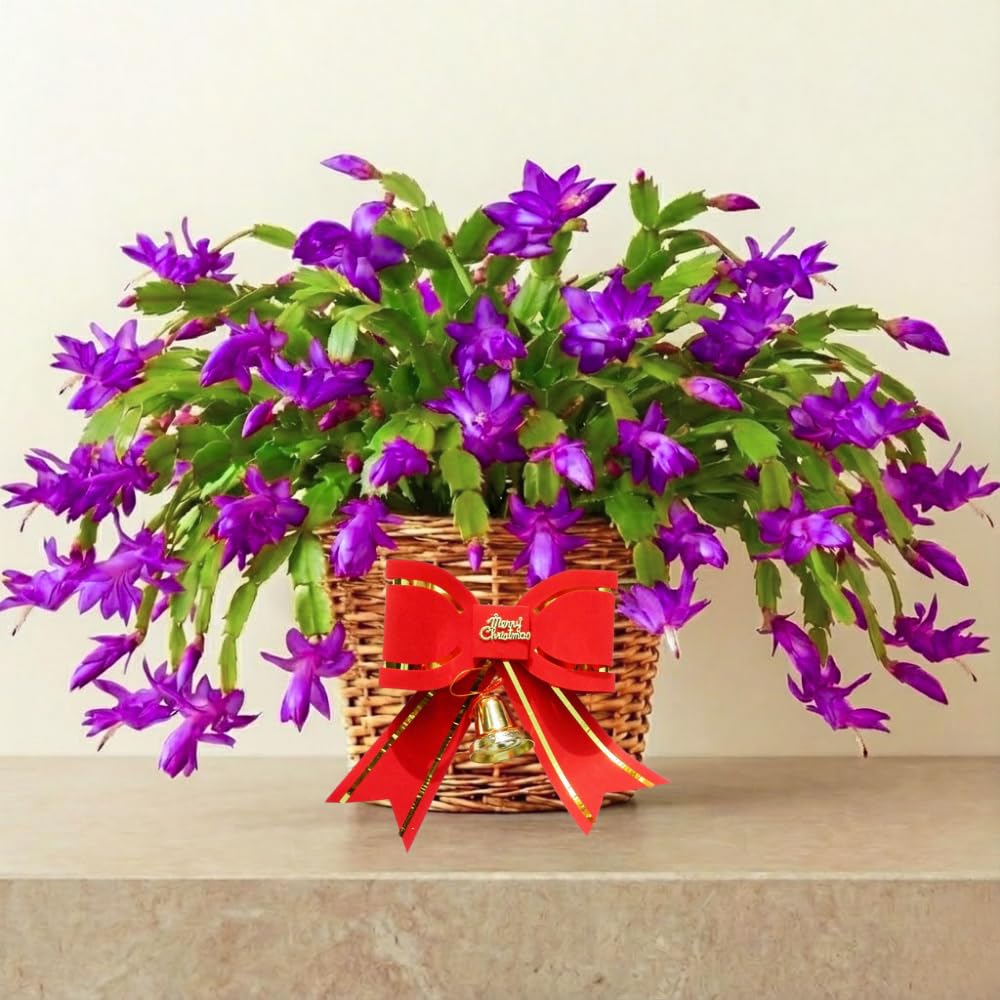 2 Purple Christmas Cactus Plants, Thanksgiving Cactus 3-6 Inch Tall, Winter Succulents Flowers Container Hanging Basket Indoor Outdoor Planting