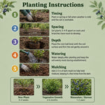 Black Huckleberry Live Plant in 5 Inch Pot, Sweet Black Berries Bush, Well Rooted Fruit Shrub for Garden and Container