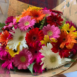 Mix Gerbera Daisy Plants Live, Assorted Daisy Plant, 5-7 Inches Tall, Colorful Perennial Plant, Bright Blooms for Indoor Outdoor Growing
