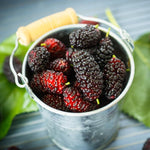 Pack 2 Mulberry Tree Live Plant for Growing 5 to 8 Inch Tall, Everbearing Mulberry Bush Live Plant, Mulberry Plant Live Home Garden (Illinois Mulberry)