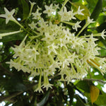 3 Night Blooming Jasmine Plants Live, 5 Inches 6 Inches Tall, Live Fragrant Jasmine Plant
