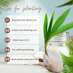 Green Coconut Tree Live, Sweet Edible Fruit for Outdoor Gardening, Live Sprouted Coconut from 6 to 8 Inch Tall, Ready for Planting in Zones 10-11