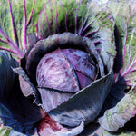2 Pots Red Purple Cabbage Plants, 4 Inch Pot Cabbage Plants Live for Planting Indoor Outdoor Home Garden, Containers, Live Vegetables Plant