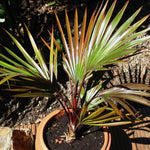 Palm Tree Live Plant, Fully Rooted in 3 Gallon Pot, Rare Tropical Plant Live for Indoor or Outdoor Growing, Rare Red
