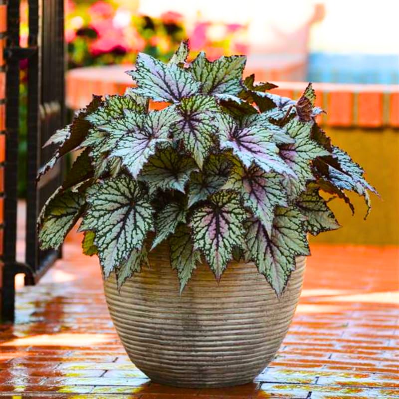 3 Packs Summer Begonia Angel Wing Maculata Live Plants, 5-9 Inch Tall, Indoor Outdoor Polka Dot Begonia