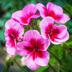 2 Rose Geranium Plants Live, Vibrant Blooms, Hardy Perennial Geranium Flowers 4-8 Inches, Indoor Outdoor Planting