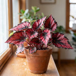 Red Begonia Plant Live 4-6 Inches, Starter Begonia Well Rooted, Colorful Foliage Plant for Indoor Decor and Patio Pots