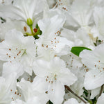 White Azalea Plants Live Tree for Outdoor Growing, 9 Months Old Starter Size, Azaleas Rhododendron Flower Vibrant Color Spring Planting