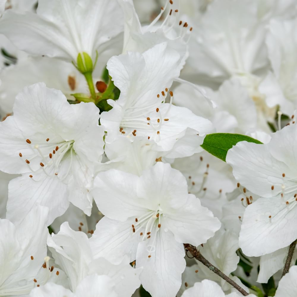 White Azalea Plants Live Tree for Outdoor Growing, 9 Months Old Starter Size, Azaleas Rhododendron Flower Vibrant Color Spring Planting
