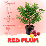 Red Plum Tree Live Plant, Plum Fruit Tree Plant, 2-3 Ft Tall