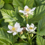 2 Boysenberry Plants Live 5 to 8 Inch Tall, Sweet Boysenberry Trees Live Plants for Planting Indoor Outdoor