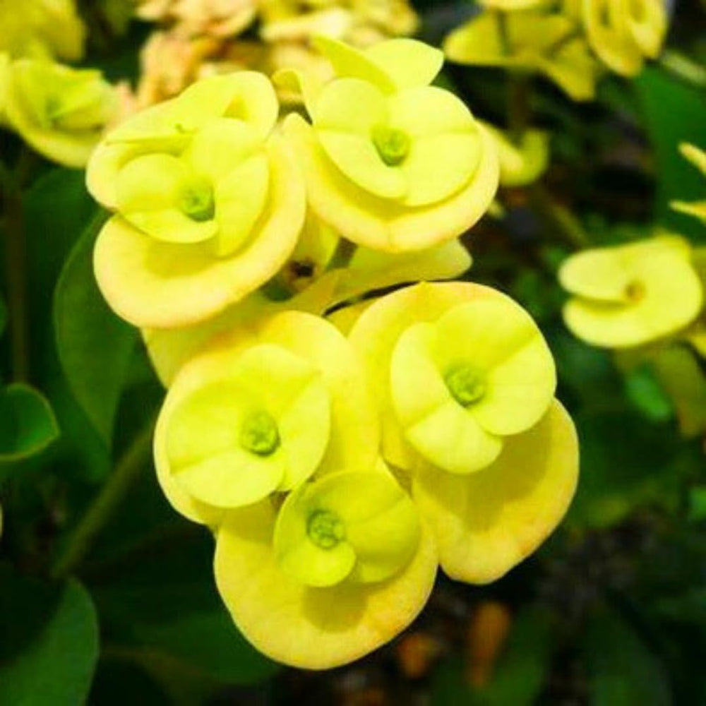 Crown of Thorns Plant Live, Euphorbia Milii Succulent Live Plant, 4-8 Inch Tall Flowering Houseplant with Year-Round Blooms, No Pot (Yellow Crown of Thorns)