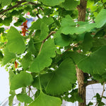 Set of 2 Ginkgo Plants Live Bare Roots, 6-12 Inches Tall, Ginkgo Biloba Trees for Garden, Patio, or Indoor Decoration