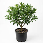 Meiwa Kumquat Tree Live Plant 1 Gallon Pot, Orange Kumquat Live Plant, Sweet Citrus Fruit Tree for Indoor Outdoor Growing
