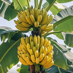 Banana Plant Live, Grand Nain Banana Tree Live Plant, Hardy Banana Fruit Seedling 4 to 8 Inch Tall, Indoor Outdoor