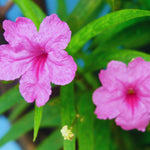 5 Pink Mexican Petunia Plant Live, Planting Ornaments Garden Perennials Simple to Grow Pots Gift