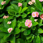 2 Euphorbia Milii Pink Crown of Thorns Plant Live, Cold Hardy Succulent Houseplant 4-7" Tall with Constant Blooms