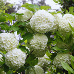 Set 4 Japanese Snowball Viburnum Bush Plants Live Bare Roots, Hardy Viburnum Snowball Plant Live Bush, 12-20 Inches Tall, No Leaves