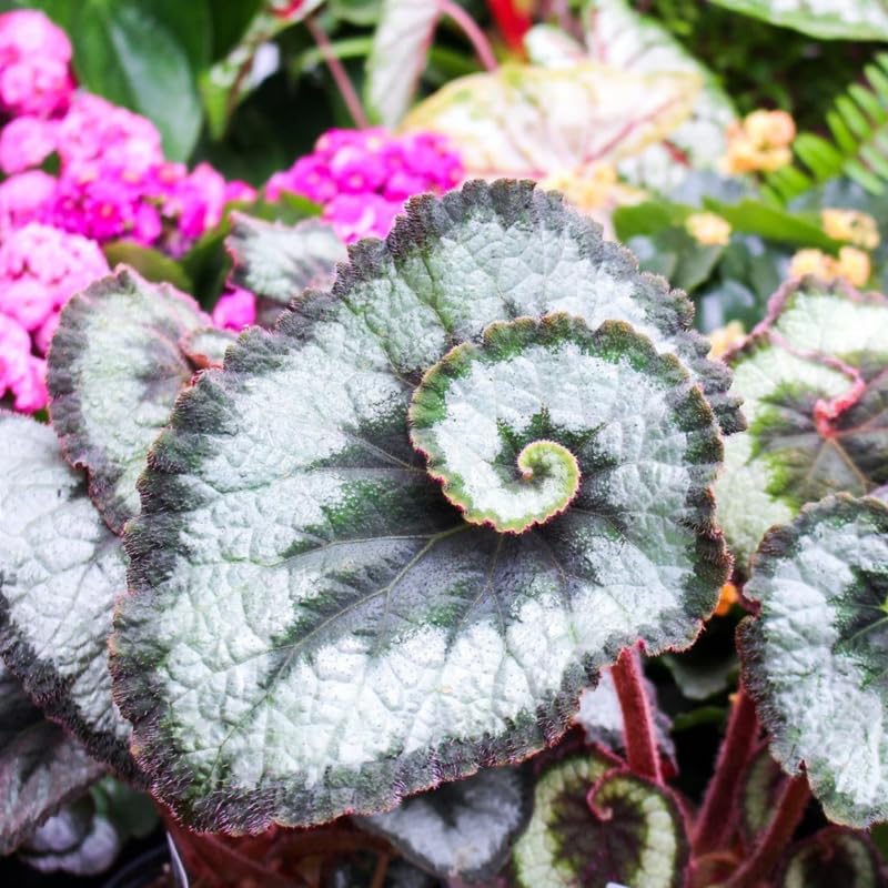 2 Begonia Live Plants Outdoor, Angel Wing Begonia Maculata Plants Live, 5-9" Tall, Ornamental Foliage Houseplant for Home or Office (Silver Green)