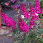 Raspberry Buddleia Butterfly Bush Plant Live, 5-9" in Tall, No Pot, Perennial Bushes Ready to Plant in Spring Outdoor Gardening, Dormant in Winter