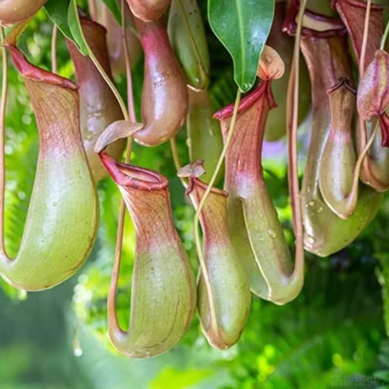 Large Nepenthes Pitcher Plant Live in Pot, Pond Plant, Exotic Tropical for Indoor Outdoor Décor, Easy to Grow, Rare Variety, 7 Months Old
