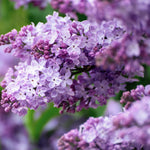 Common Lilac Tree Live Plant for Outdoor Spring Planting, 1 Year Old Tree 6-12" Tall in Quart Pot, Purple Lilac Trees