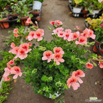 2 Red Scented Geranium Plants Live 4–7 Inches Tall, Fragrant Flowering Geranium Herb Plant, Indoor Outdoor Container Plant for Garden