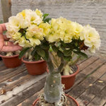 Pack 3 Desert Rose Plants Live, Adenium Desert Rose Plant Live, Perennial Flower Plants for Patio Gardening, 4-7 Inch Tall, Well Rooted, No Pot