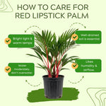 Palm Tree Live Plant, Fully Rooted in 3 Gallon Pot, Rare Tropical Plant Live for Indoor or Outdoor Growing, Red Lipstick