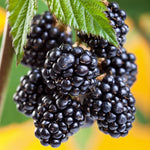 2 BlackBerry Plants Live for Planting, 4 to 8 Inch Height, BlackBerry Bush Live Plant, Sweet Blackberries Fruit Seedlings (Arapaho BlackBerry)