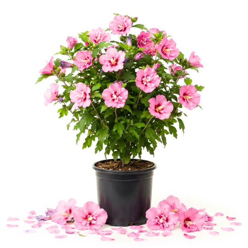 Pink Rose of Sharon Plant Live, 6-14 Inch Tall