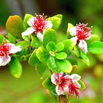 5-8 Inch Pineapple Guava Tree - Live Plant, Sweet Tropical Fruit for Home Gardens Indoor Outdoor Growing