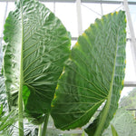 Colocasia Elephant Ears Live Plant, Alocasia Plant, Esculenta Taro Live Houseplant, 5-7 Inc Tall (Jacks Giant)