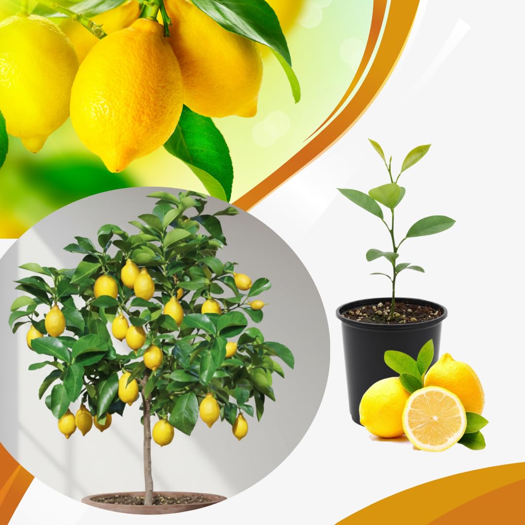 Live Meyer Lemon Tree Plant, Lemon Citrus Fruit Tree, 2-4 Inches Tall in 4 Inch Pot, Ready for Planting