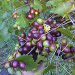 Black Muscadine Grape Live Plant, in 4" Pot, Cold Hardy Grape Vines 8-12" Tall for Garden or Vineyard Growing