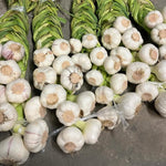 1 Pound Garlic for Planting in Spring Softnec Hardneck, 5-6 Music Garlic Bulbs for Planting, Fresh and High Yield Bulb Variety Pack, Hardy and Fast Growing