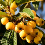 Loquat Fruit Tree 2-3 Feet Tall, One Gallon Pot, Well-Rooted Loquat Plant for Garden and Orchard Planting