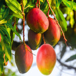 1 Year Old Mango Tree Live Plant Seedling in Gallon Pot, Fully Rooted for Zones 9-11, Cold Hardy, Ready to Planting Outdoor, Full Sun, Tommy Atkins Mango Plant, No CA