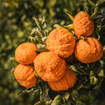 Golden Late-Season Mandarin Tree Live Plant Grafted 2-3 Feet, Fast-Growing and Bear Fruit for Citrus Garden Outdoor Planting Zones 9-11