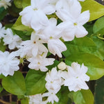 2 Jasmine Plants Live, Fragrant White Jasmine Live Plants, Fast Growing Flower Plants for Outdoor Garden, 5-7'' (Orleans Jasmine)