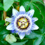 Pack 2 Passion Flower Plants, Passiflora Vine Flowering Plant 4-7 Inch Tall, Indoor Outdoor Planting (Light Blue)