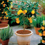 Meyer Lemon Tree Live Plant, Citrus Starter Plant 2-4” Tall in 4” Pot, Fragrant Yellow Citrus Tree
