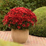 2 Chrysanthemum Plants Live, Mums Plants Live, Chrysanthemum Flowers Perennials Plant - Red