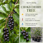 Chokecherry Tree Live Plant in 5 Inch Pot, Fruit Tree for Backyard Garden and Patio Containers Growing, 4-8 Inches Tall