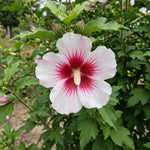 Red White Rose of Sharon Plant Live, Flowering Althea Plant, 6-12 Inch Tall