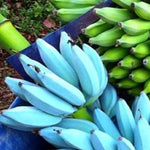 Ice Cream Banana Plant Live, Blue Banana Tree Live Plant 5 to 8 Inch Tall, Banana Fruit Seedling